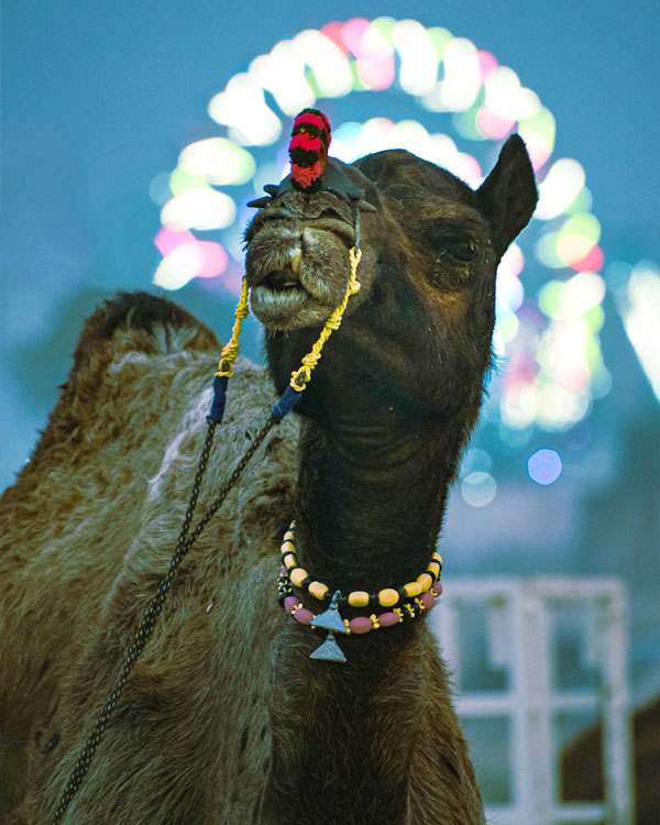 Golden Triangle Tour with Pushkar